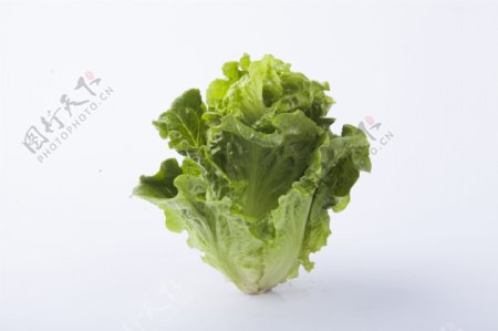 新鲜蔬菜生菜实物图摄影图2