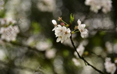 东京樱花白色