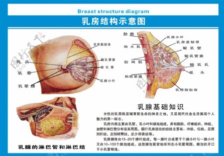 乳房结构