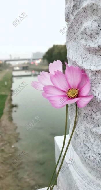 江河红花