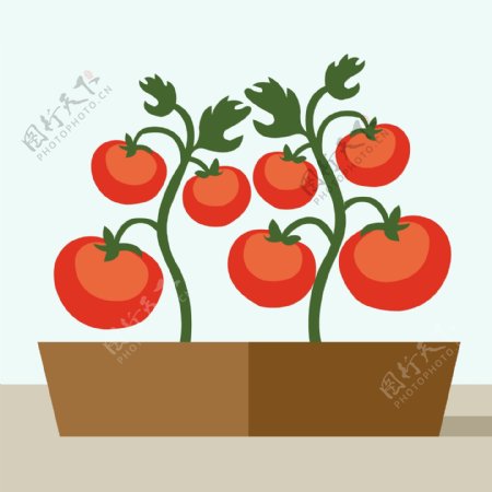 扁平化西红柿番茄花植物
