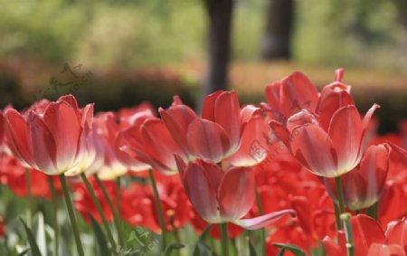 郁金香花海