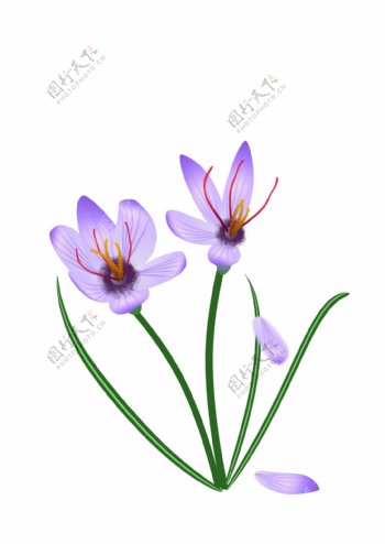 简约手绘矢量紫色藏红花花朵绿叶设计元素
