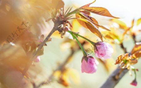 樱花树