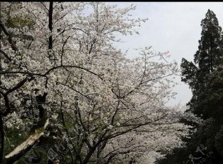 樱花大道