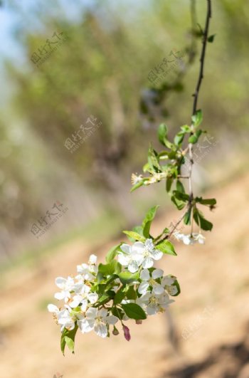 苹果花