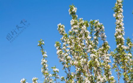 苹果花