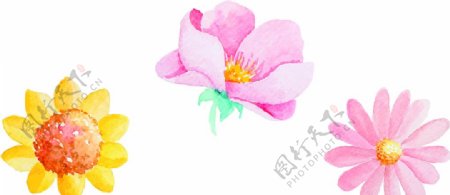 水彩绘花朵玫瑰牡丹月季