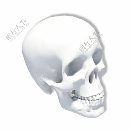 人体头部骨骼模型