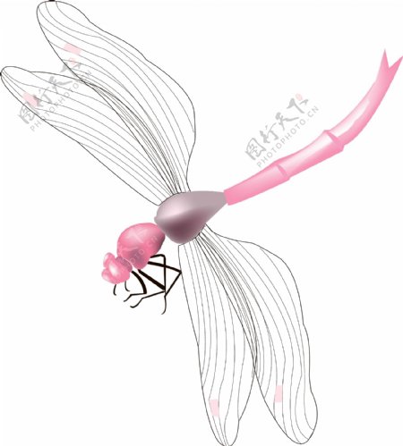 粉色蜻蜓昆虫插画