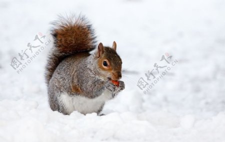 雪地松鼠