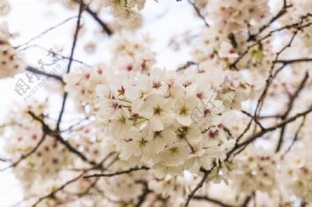 春天植物花朵樱花摄影