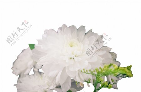 美丽漂亮的白色大花朵