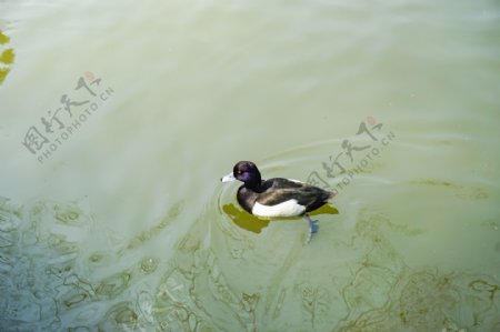 春天水中游泳的野鸭