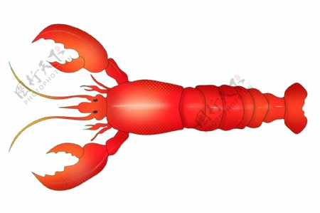 红色龙虾动物插画