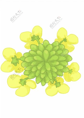 植物油菜花的插画