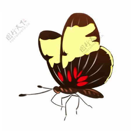 虫类昆虫彩蝶插画