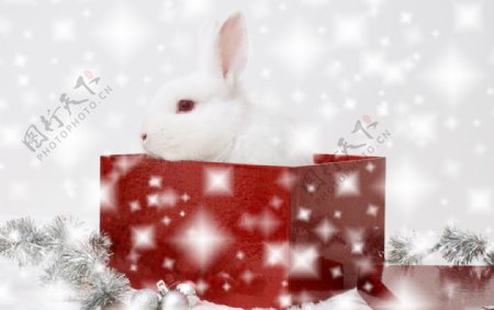 圣诞礼物兔子