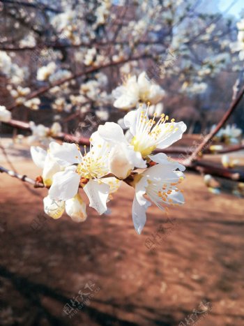 桃花摄影