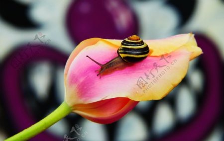 郁金香蜗牛