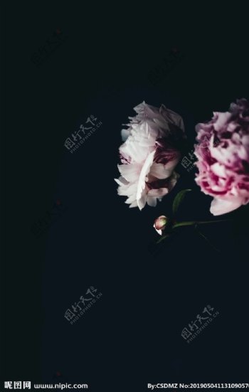 焦点照片og白色和粉红色的花瓣