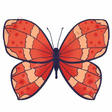 昆虫蝴蝶红色