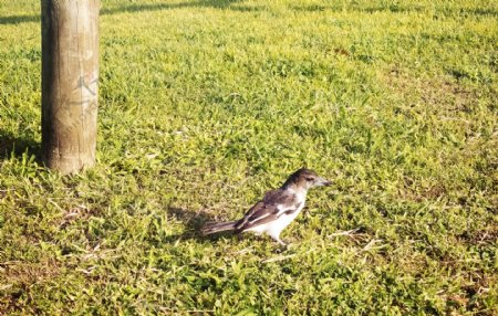 草地上走动的黑色鸟儿