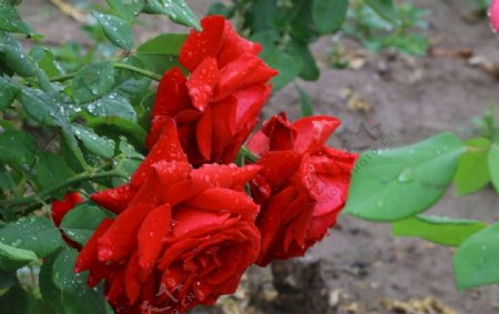 雨露月季花