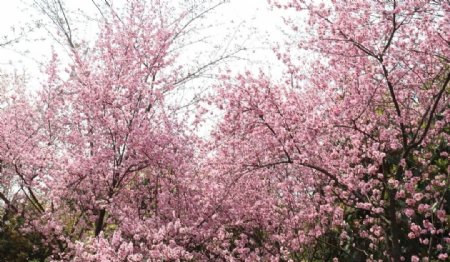 粉色樱花林