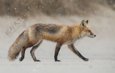 行走的狐狸