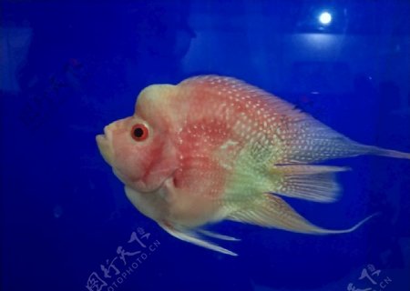美丽红鱼