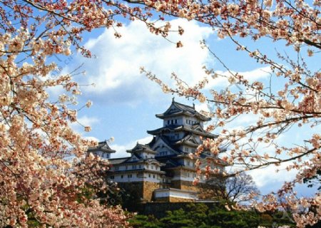 精选特色日本樱花风景