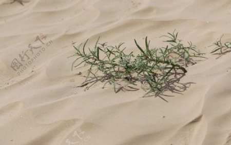 沙滩植物