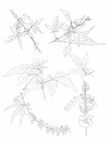 手绘植物荆条套图元素