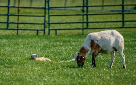 吃草的羊