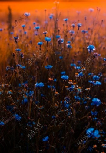 蓝色花朵