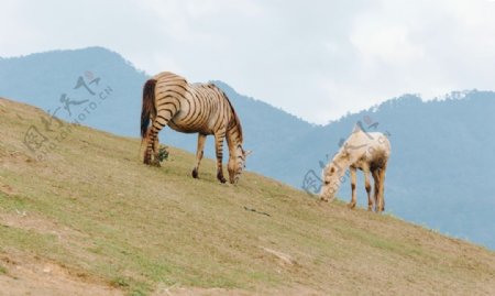 斑马