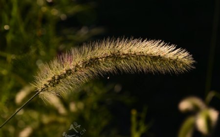 狗尾巴草