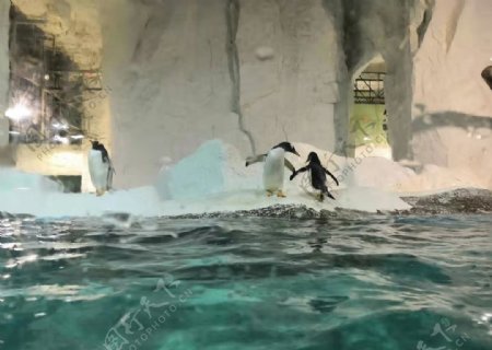 大连圣亚海洋公园可爱企鹅