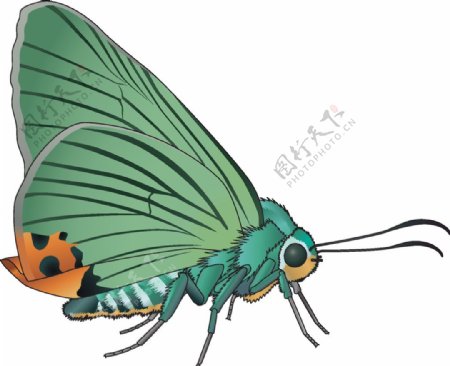 昆虫系列绿色飞蛾