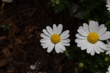 白色的雏菊