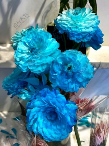 鲜花蓝色牡丹花