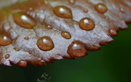 水珠叶子