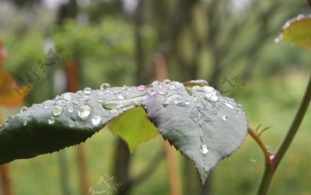 水珠叶子