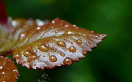 水珠叶子