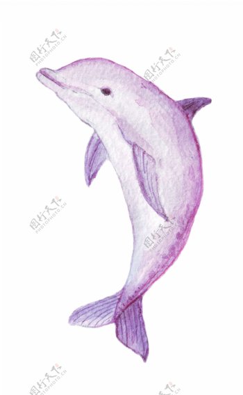 手绘水彩海豚