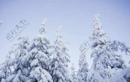 雪树和无云的蓝天
