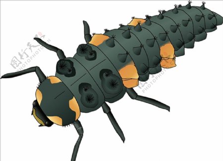 甲虫幼虫