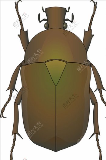 昆虫系列甲虫