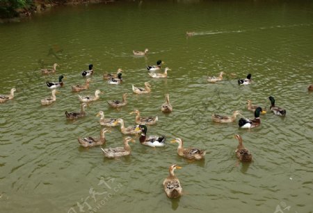 池塘鸭子